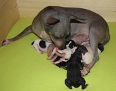 Milla and Kuma's puppies 2009