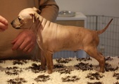 1st puppy: male