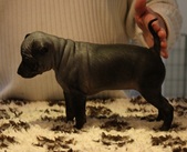 2nd puppy: female