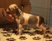 3rd puppy: female