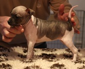 4th puppy: female