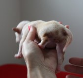 Enlarge photo 5