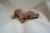 1. puppy: hairless girl