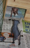 Enlarge photo 15