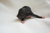 2. puppy: hairless girl