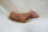 3. puppy: hairless boy
