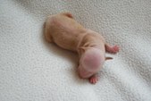 Enlarge photo 3