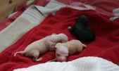 Nessa and Riki's puppies 2009