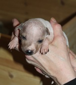 1st puppy, male