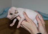 2nd puppy, male