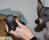 3rd puppy, female