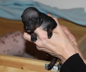 4th puppy, female