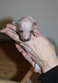 5th puppy, female