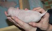 Enlarge photo 3