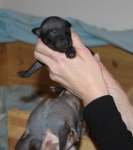 6th puppy, male