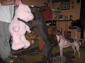 Enlarge photo 24