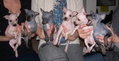 Nessa and Sisu's puppies 2010