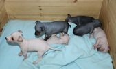 Enlarge photo 13