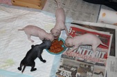 Enlarge photo 4