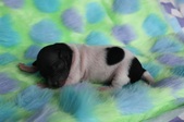The fifth puppy: female