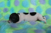Enlarge photo 4