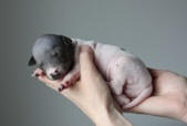 Enlarge photo 7