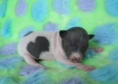 The fourth puppy: male