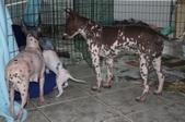 Enlarge photo 15