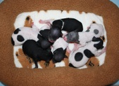 Nuti and Sisu's puppies 2010