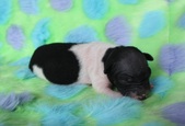 The second puppy: male