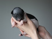 Enlarge photo 8