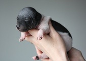 Enlarge photo 6