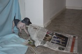 Enlarge photo 17