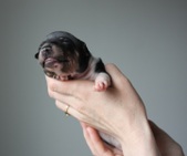 Enlarge photo 7