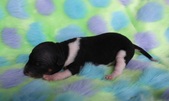 The sixth puppy: male
