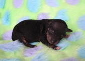 The third puppy: female