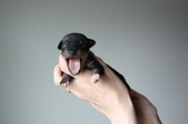 Enlarge photo 8