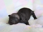 1 puppy, black female