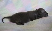 2 puppy, blue male