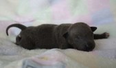 3 puppy, blue male