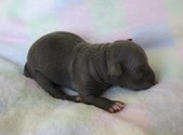 4 puppy, blue male
