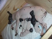 Group Photos of Nuti and Uho's babies