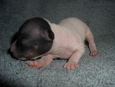 Enlarge photo 2