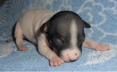 Enlarge photo 5