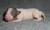 The third boy
