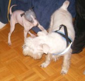 Enlarge photo 16