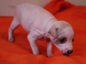 2nd puppy, girl