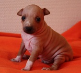 3rd puppy, boy