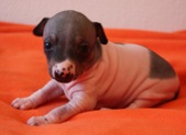 4th puppy, boy
