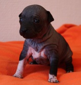 6th puppy, girl